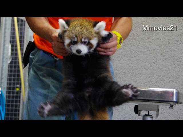 よちよち冒険レッサーパンダの赤ちゃん~Red Panda Baby walk