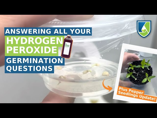 Germinate OLD SEEDS Using Hydrogen Peroxide UPDATE + Answering  Your Questions!