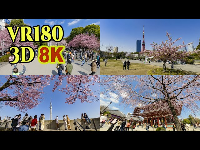 [ 8K 3D VR180 ] 東京都内の早咲きの桜 2023 Early blooming cherry blossoms in Tokyo