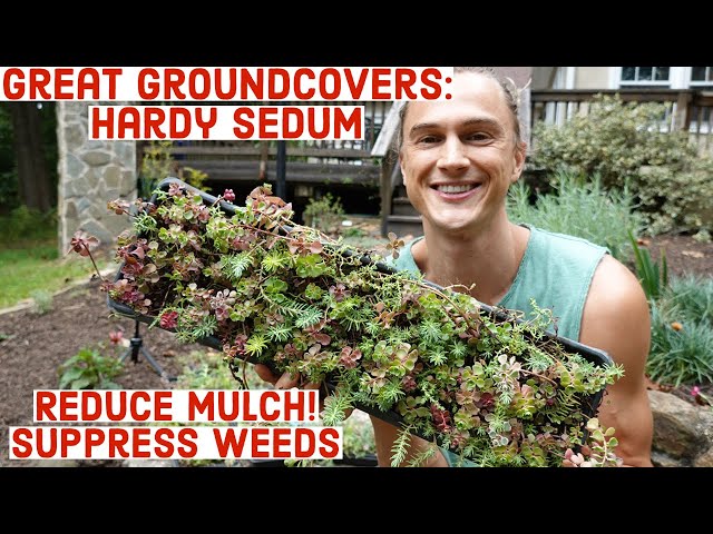 Great Groundcovers: Hardy Sedum (Stonecrop) Reduce Mulch & Suppress Weeds