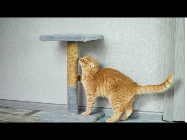 Can You Hold Back Laughter? Watch These Hilarious Cats! 😺