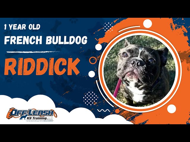 Riddick | 1 Year Old French Bulldog | 1 Week Board & Train | Off Leash K9 Training, Georgia