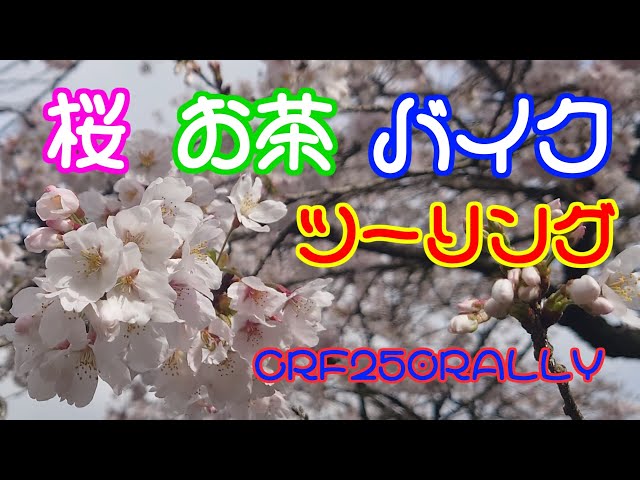 サクラ🌸お茶🍵バイク🏍ツーリング