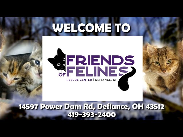 Friends of Felines Rescue Center