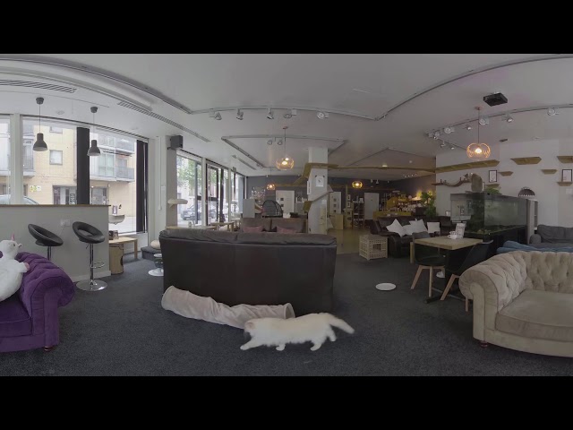 Take a 360 tour of Cat Cafe Manchester!