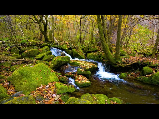 Autumn Forest Atmosphere, Melody of Birds Chirping, Relaxing Stream Sounds, ASMR