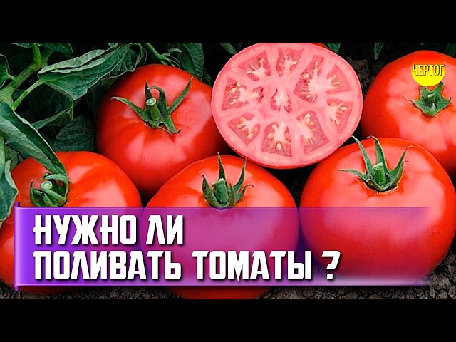 Will tomatoes survive without watering? The truth about watering tomatoes