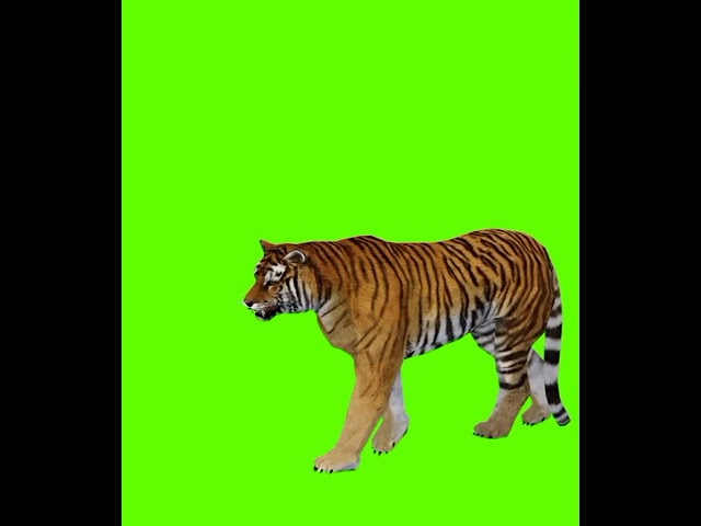 Tiger green screen