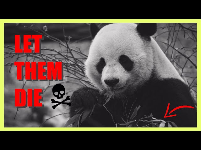 Should we let PANDAS go EXTINCT?