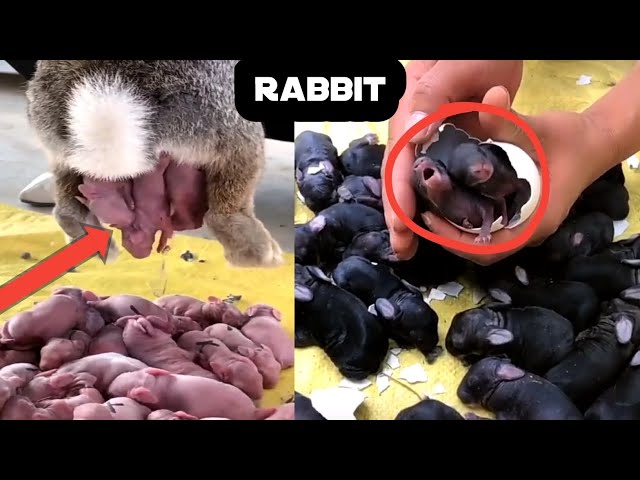 Mother Rabbit Giving Birth | Wild Rabbit Giving birth | Rabbit Giving Birth to Bunnies