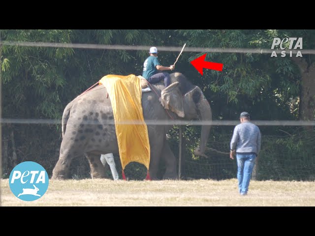 Elephant Struck At Least 64 Times in Just 5 Minutes at the #ChitwanElephantFestival