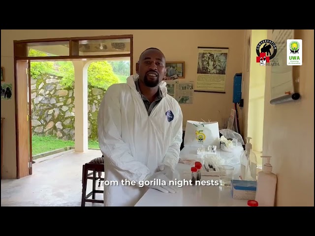 A typical day of our very own Annaclet Ampeire as he carries out Gorilla Health Monitoring #WGD2023