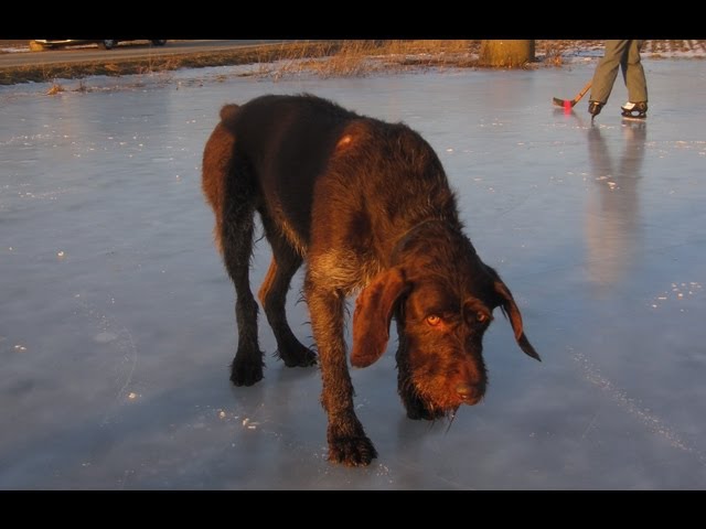 Hund schlittert auf dem Eis