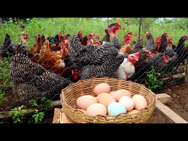 Harvesting Eggs - Speaking of the pickets (Subtitled)