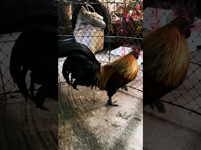 Chicken: FEED the CHICKEN at Home Wild chicken 🐓 #chicken #feed #animals #pets