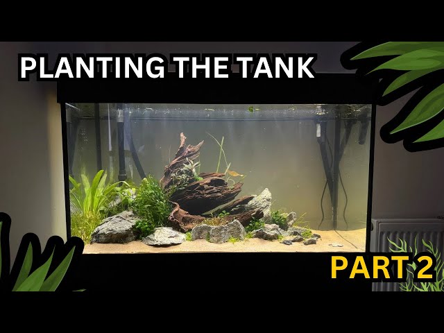 PROFESSIONAL AQUASCAPER PLANTS MY SCAPE - Part 2 Planting The Aquarium