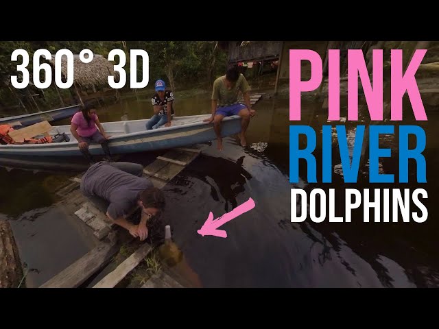 Feeding PINK River Dolphins in the Amazon Rainforest 3D 360 VR