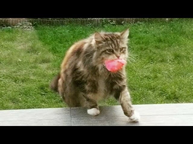 Woman Keeps Finding Flowers On Her Porch, Then She Finally Catches Her Secret Admirer In Action