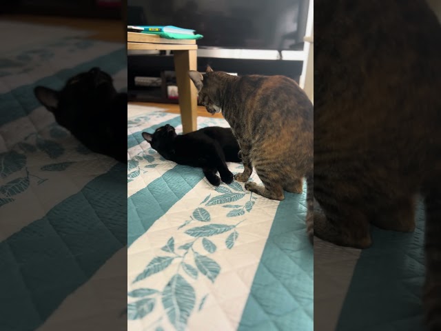 Other Cat Scolded by Black Cat