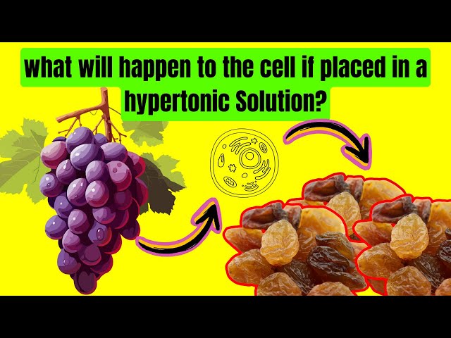 what will happen to the cell if placed in a hypertonic Solution?