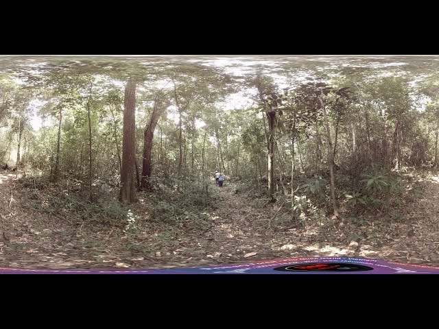 360° Video 4K: Primary Forest at Phu Quoc Island - Rừng Nguyên Sinh Phú Quốc