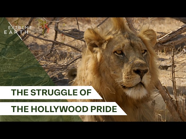 A Pride's Last Hope! The Battle for Lion Territory (4K Documentary)