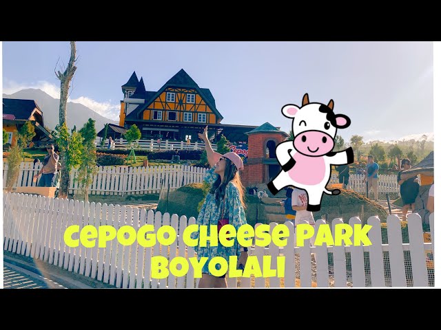 Minumin Susu Ke Sapi di Cepogo Cheese Park Selo Boyolali ✨#cepogo#boyolali#selo#wisataboyolali