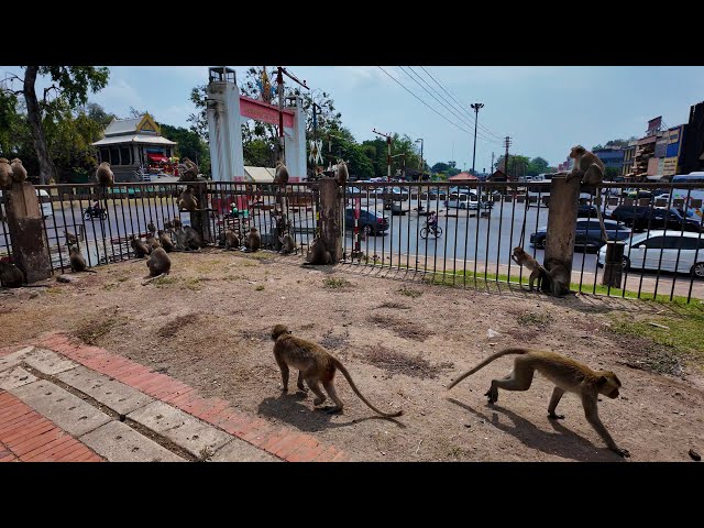 Monkey Temple in Lopburi, Thailand - Walking Tour 🇹🇭