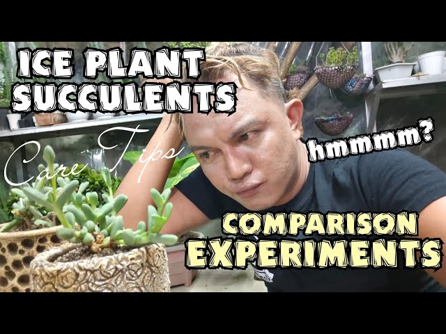 ICE PLANTS SUCCULENTS PLANTS CARE TIPS | COMPARISON EXPERIMENTS