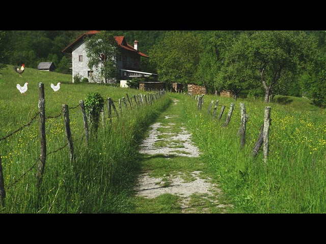 Village  Ambiance with Chicken and Cockerel Sounds for Meditation, Relaxing Sleepy ASMR Song