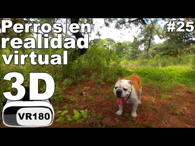 Perros en realidad virtual | VR Experience #25