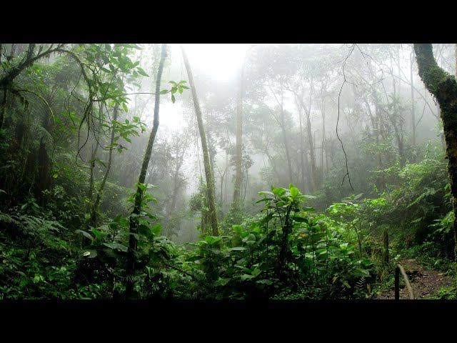 Música para relaxar com sons da floresta amazônica e musicas indígenas - Transe ritualístico