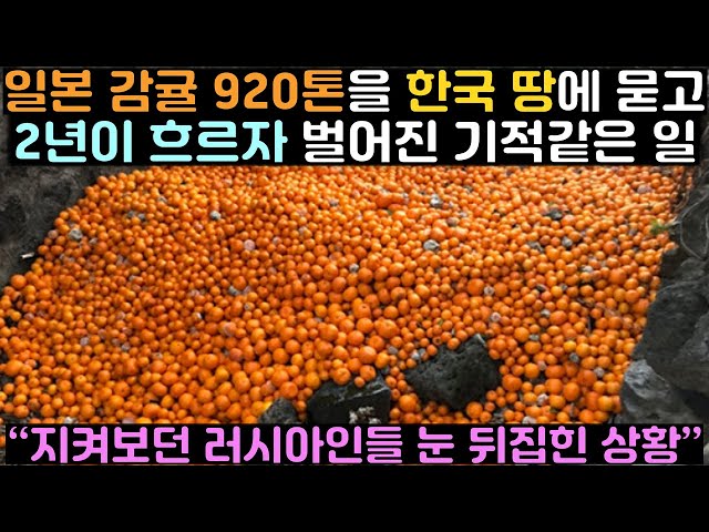 일본 감귤 920톤을 한국 땅에 묻고 2년이 흐르자 벌어진 기적같은 일