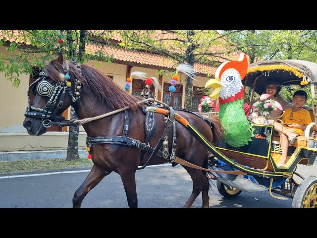 NAIK KUDA DELMAN • RIDING A HORSE - NAIK DELMAN ISTIMEWA - KUDA - HORSE RIDDING - NAIK KUDA LUCU