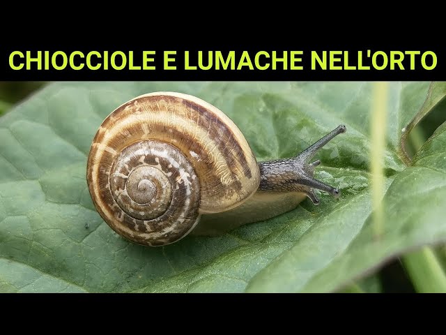 STOP alle LUMACHE su cavoli e lattughe! Fosfato ferrico: cos'è e come si usa!