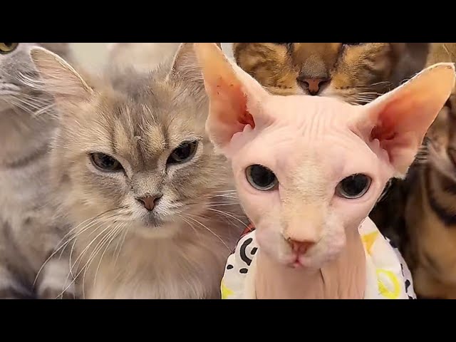 BOSS CAT - My Kitten Tries Canned Food for the First Time – Adorable Reaction!