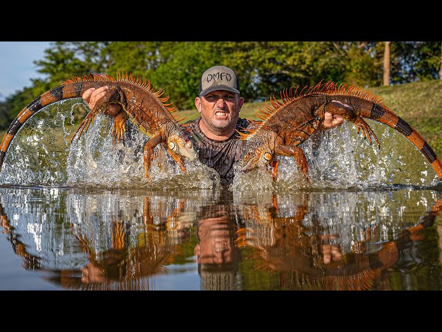 Giant Iguanas are in FULL RUT in Florida! {Catch Clean Cook} Fried iguana fitters