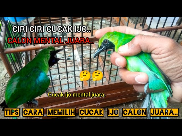 CIRI CIRI CUCAK IJO CALON JUARA TIPS MEMILIH BURUNG CUCAK IJO DARI OMBYOKAN..!!🐦🐦🤔🤔 2024