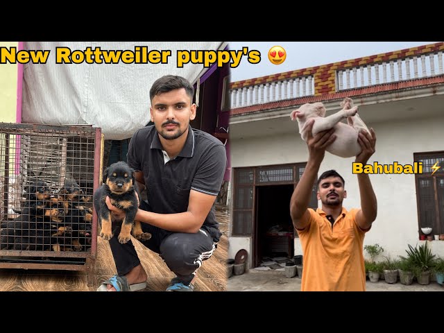 Sikander puppy yellow eyes😱New Rottweiler puppy’s is here🐶