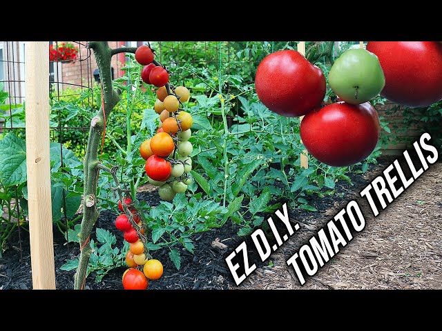 You NEED to Try This Simple Tomato Trellis!