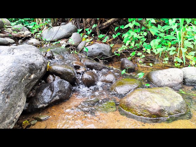 Escape to Nature Sleep Soundly by a Mountain Stream | Soothing Water Song