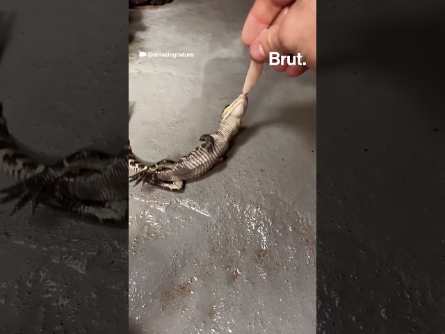 Baby alligator learns to do death roll