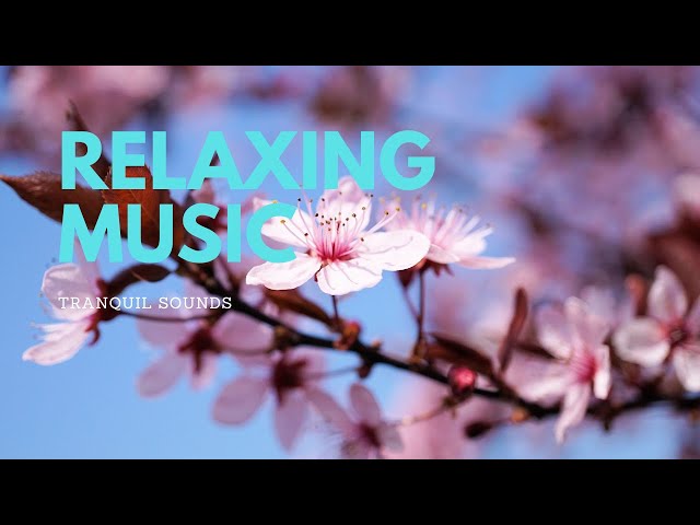 The Most Beautiful Relaxing Sleeping Music, Healing Meditation to Find Peace