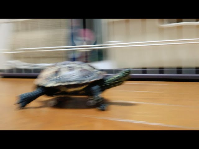 猫に恋するスケボー亀、走り回る！【A skateboarding turtle in love with a cat runs around!】