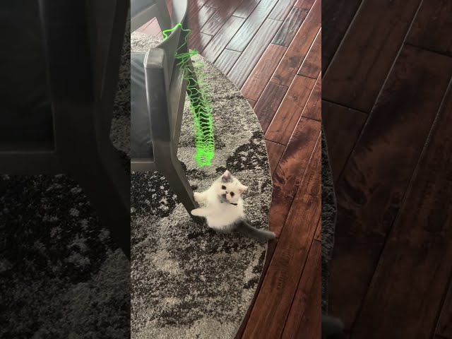 Funny Playful 😹❤️🏠 Exotic Longhair Kitten Loves His Slinky In His New Furrever Home