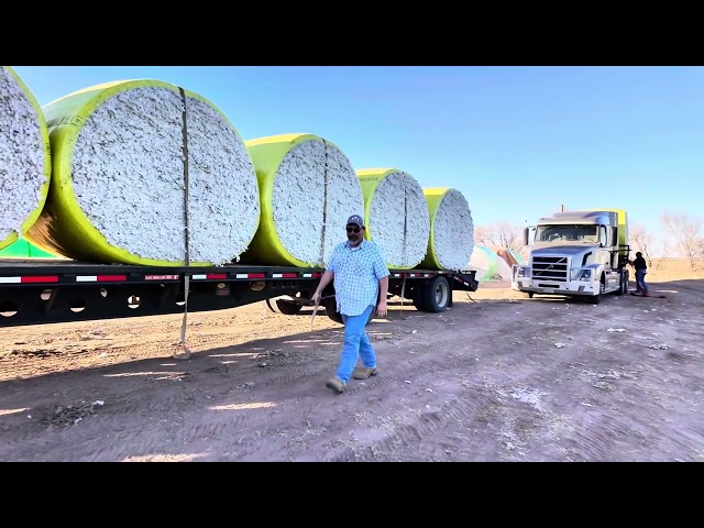 Joey Green moving some of those big rolls of cotton! #806Diver #peterbilt359 #fyp #peterbilt