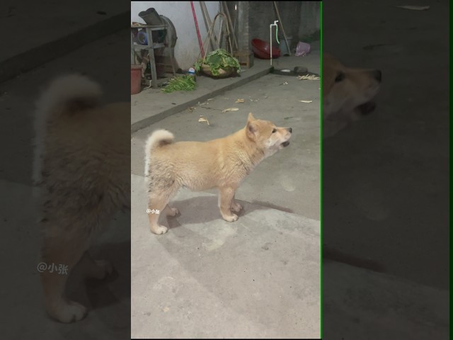 Cute Puppy Barking At Night 🐶🐕🌕 #puppy #adorably #shortvideos #cute #animals #barking #viralvideos