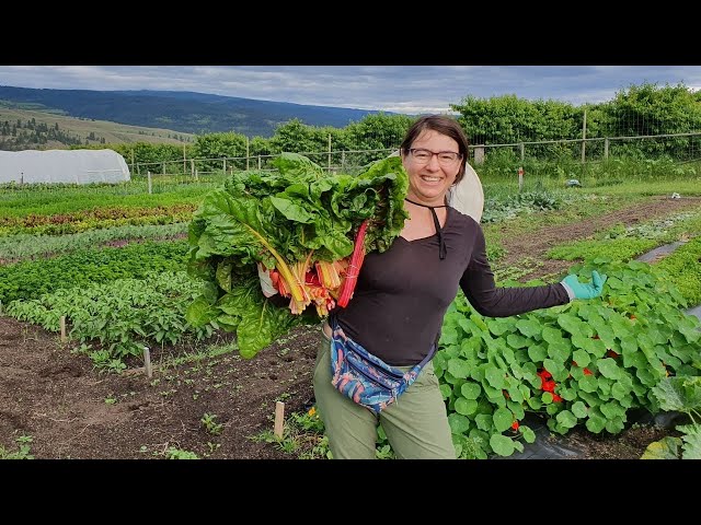 Harvest Day is Longest Day | Pick It, Pack It, Put It Out For Sale