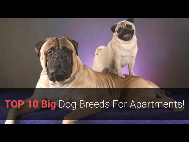 🐕 List Of The Top 10 Best Large Dog Breeds For Apartment Living!