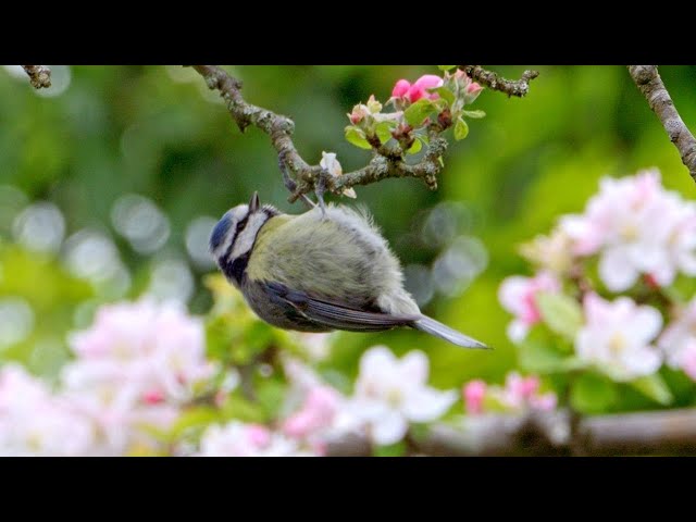 Blue Tit Natural Feeding - Slow Motion with Music - UK Birds 4K HDR